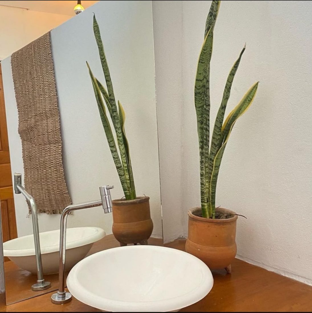 Pia esculpida com plantas ao lado